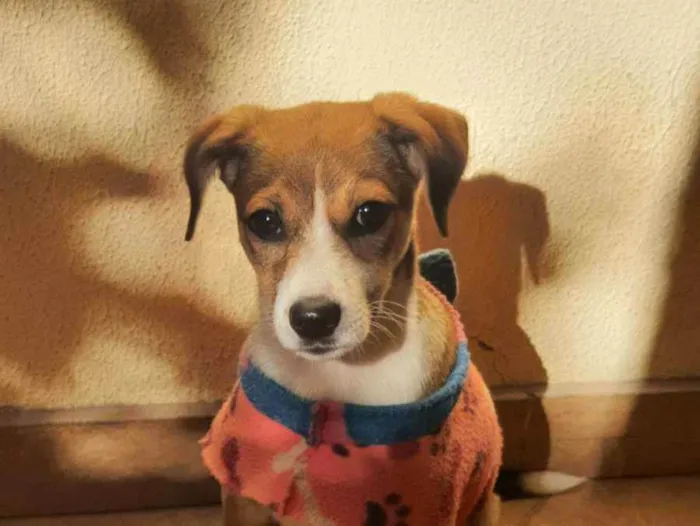 Cachorro raça Indefinida idade 7 a 11 meses nome Lulu