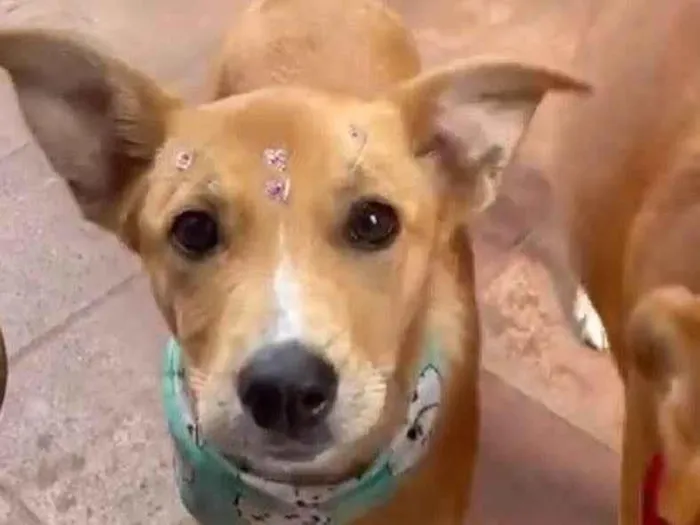 Cachorro raça  idade 2 a 6 meses nome Mirela Filhote