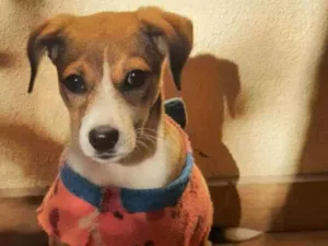 Cachorro raça Indefinida idade 7 a 11 meses nome Lulu