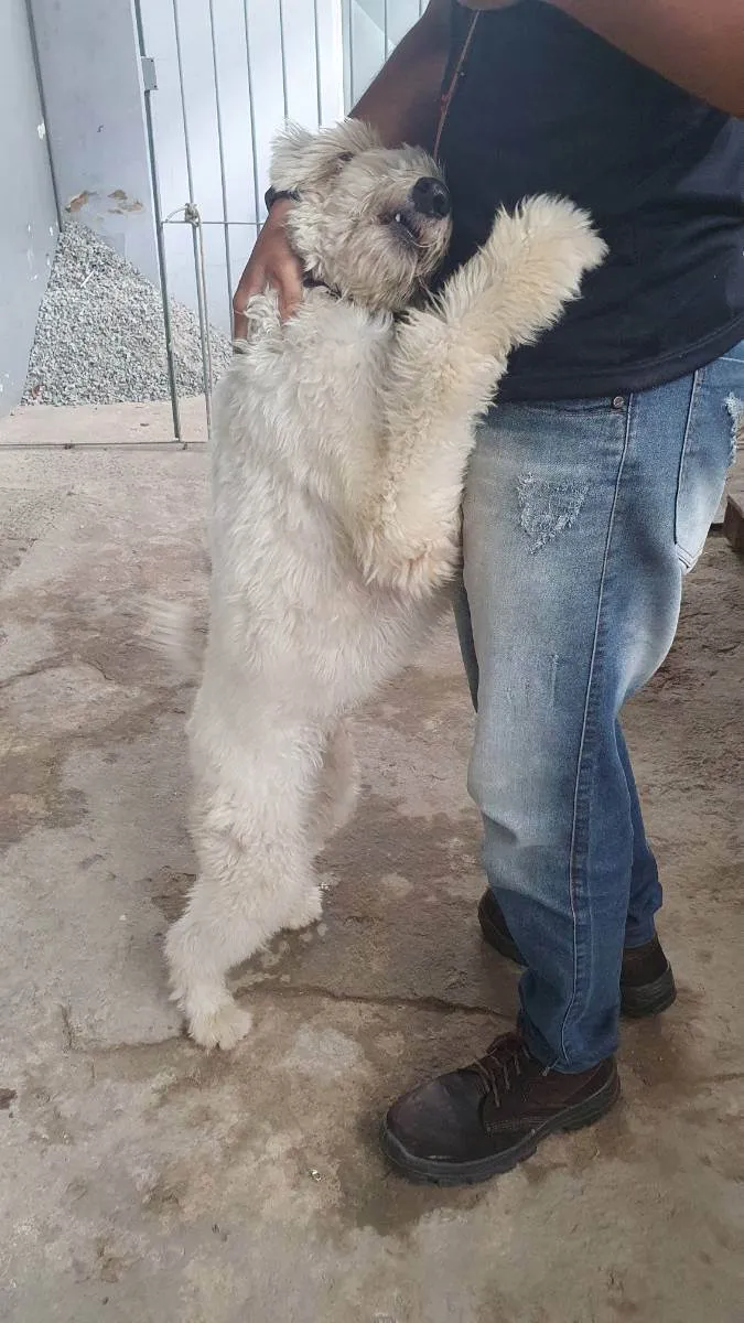 Cachorro ra a  idade 1 ano nome Galego