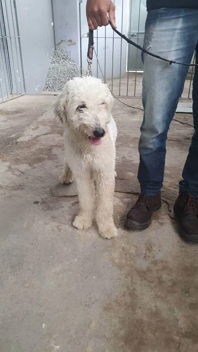 Cachorro ra a  idade 1 ano nome Galego