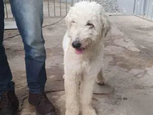Cachorro raça  idade 1 ano nome Galego