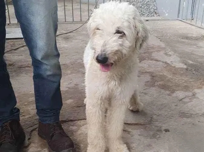 Cachorro ra a  idade 1 ano nome Galego