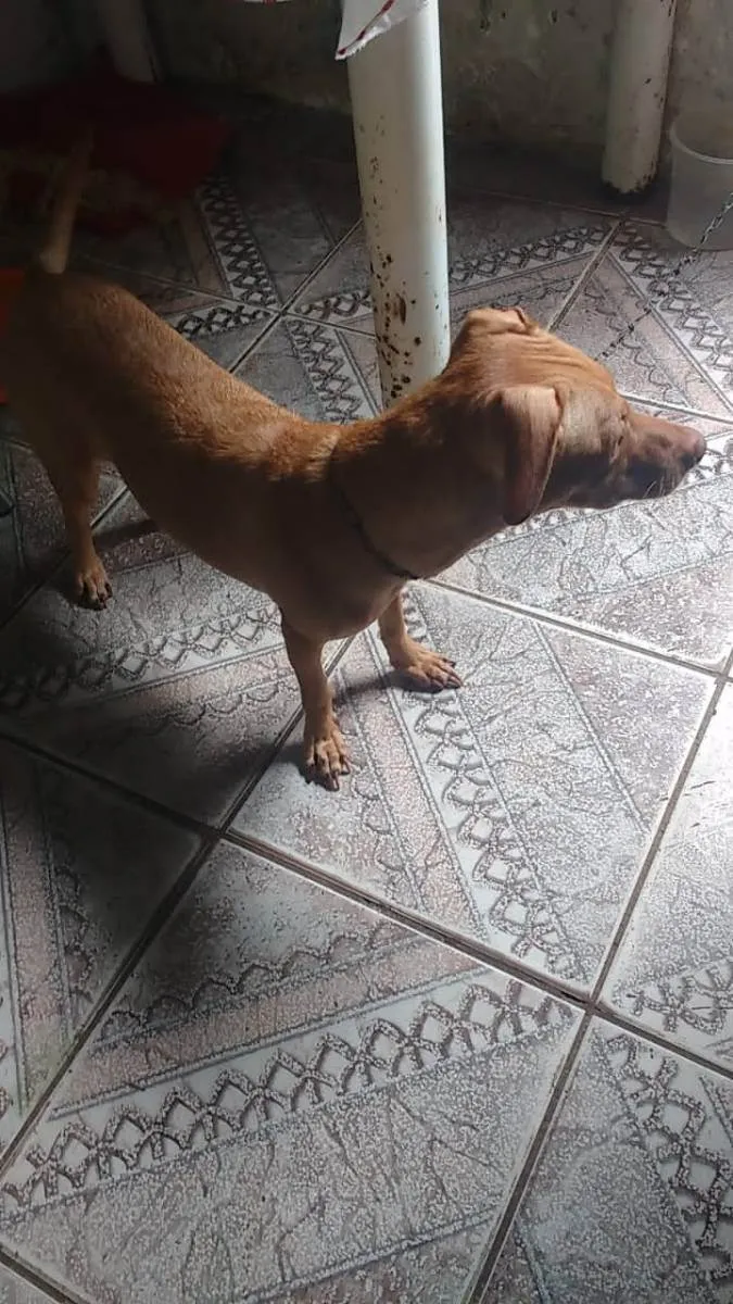 Cachorro raça Vira lata idade 1 ano nome Nina