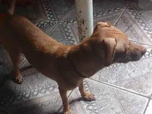 Cachorro raça Vira lata idade 1 ano nome Nina