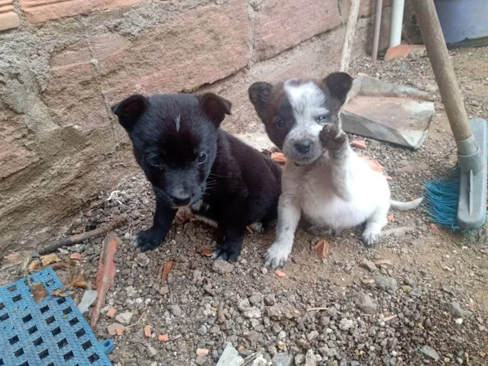 Cachorro ra a SRD idade 2 a 6 meses nome Sem nome 