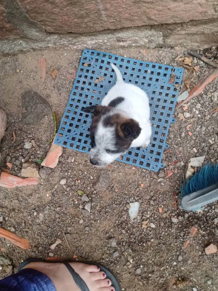Cachorro ra a SRD idade 2 a 6 meses nome Sem nome 