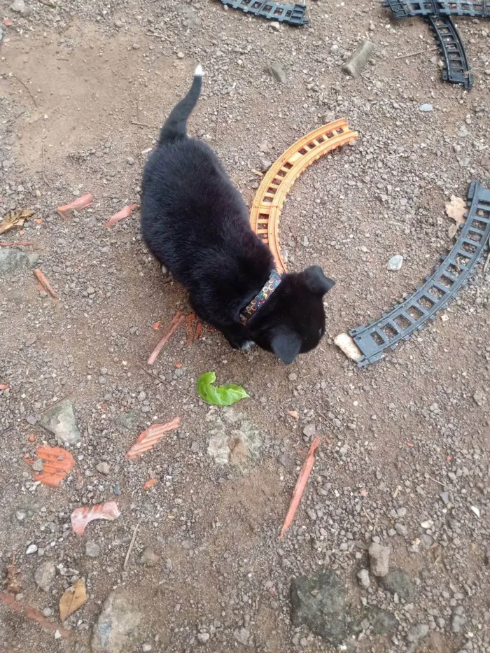 Cachorro ra a SRD idade 2 a 6 meses nome Sem nome 