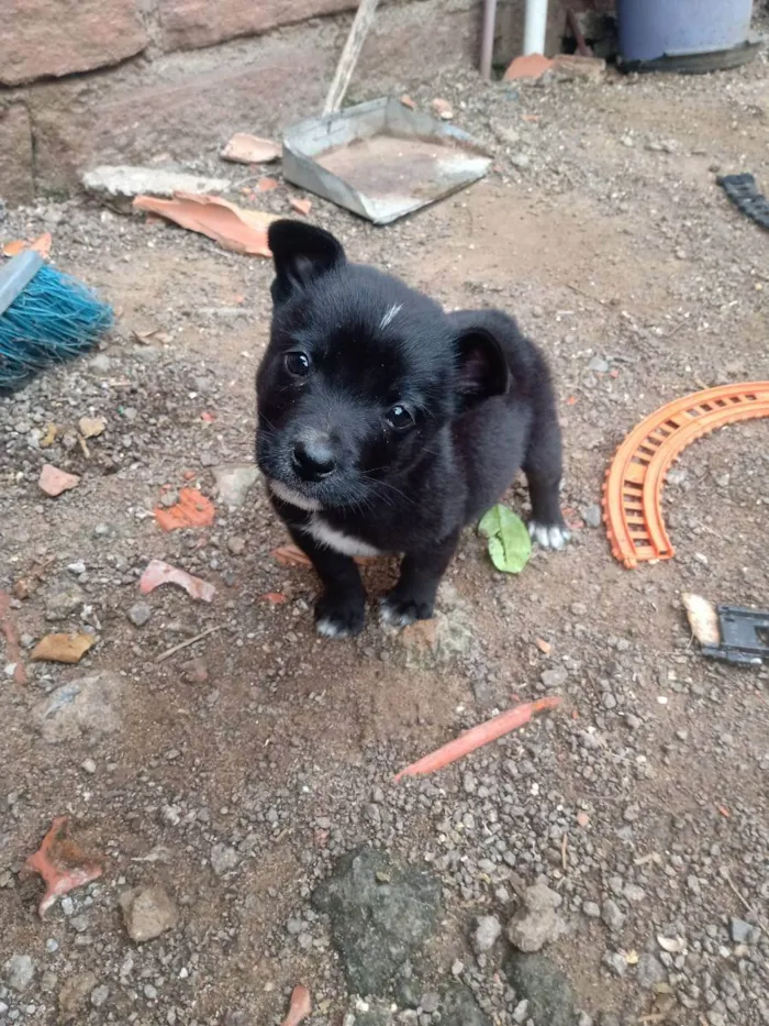 Cachorro ra a SRD idade 2 a 6 meses nome Sem nome 