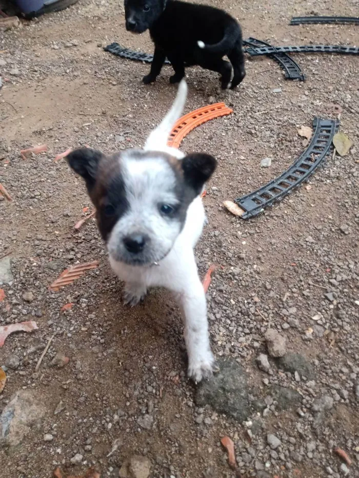 Cachorro ra a SRD idade 2 a 6 meses nome Sem nome 