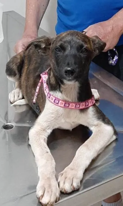 Cachorro ra a Galgo Italiano idade 2 a 6 meses nome Mel