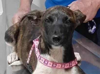 Cachorro ra a Galgo Italiano idade 2 a 6 meses nome Mel