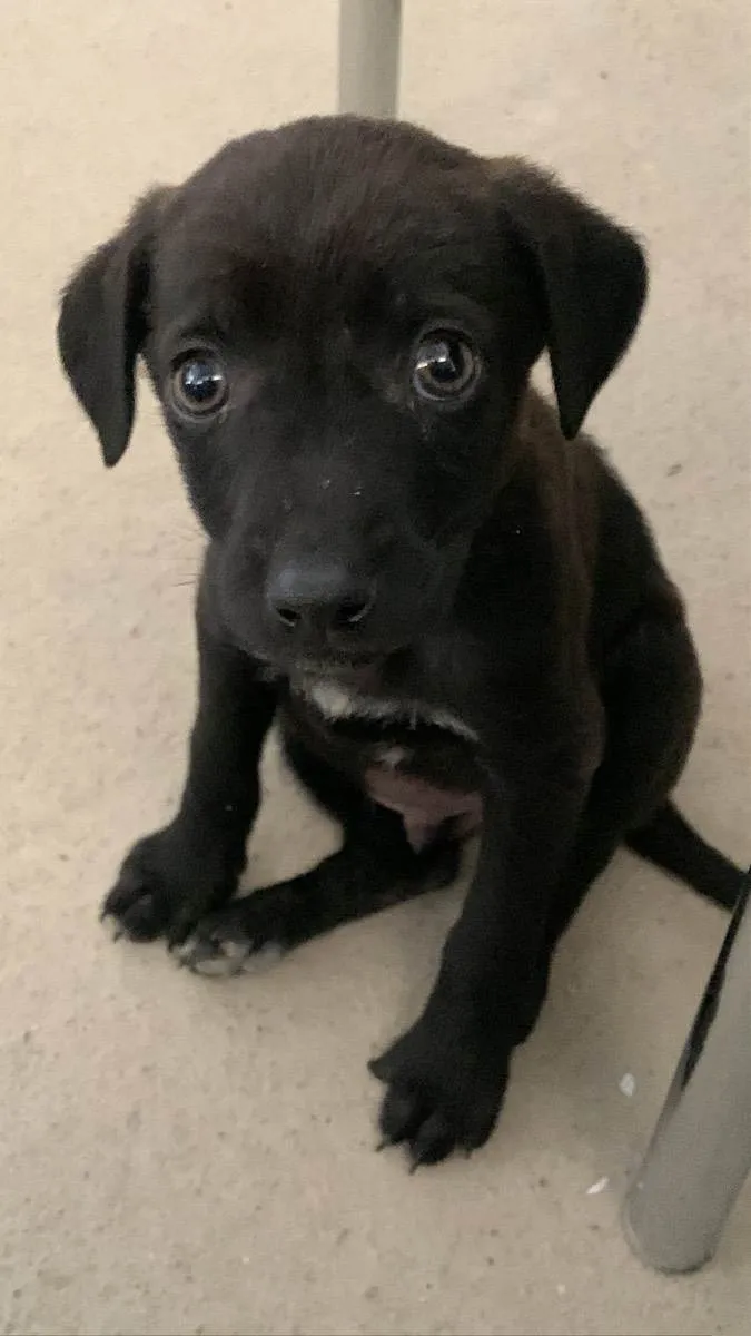 Cachorro ra a Nao sei idade 2 a 6 meses nome Nao possui