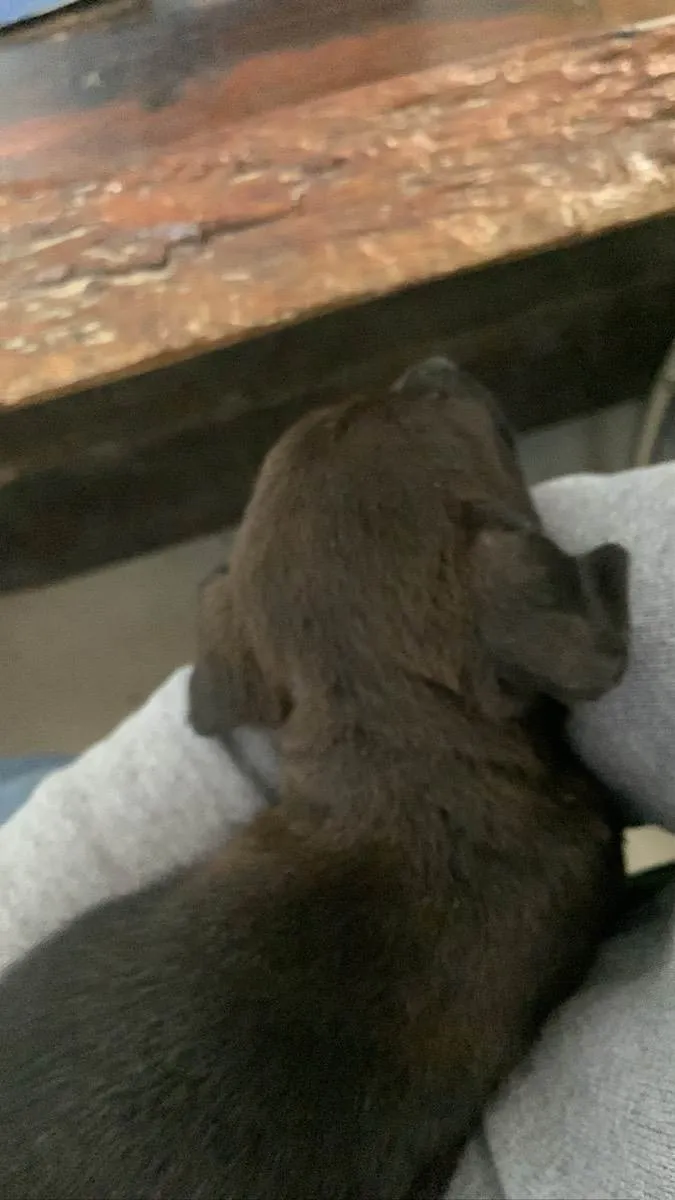 Cachorro ra a Nao sei idade 2 a 6 meses nome Nao possui