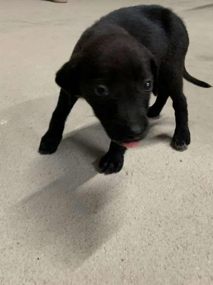 Cachorro ra a Nao sei idade 2 a 6 meses nome Nao possui