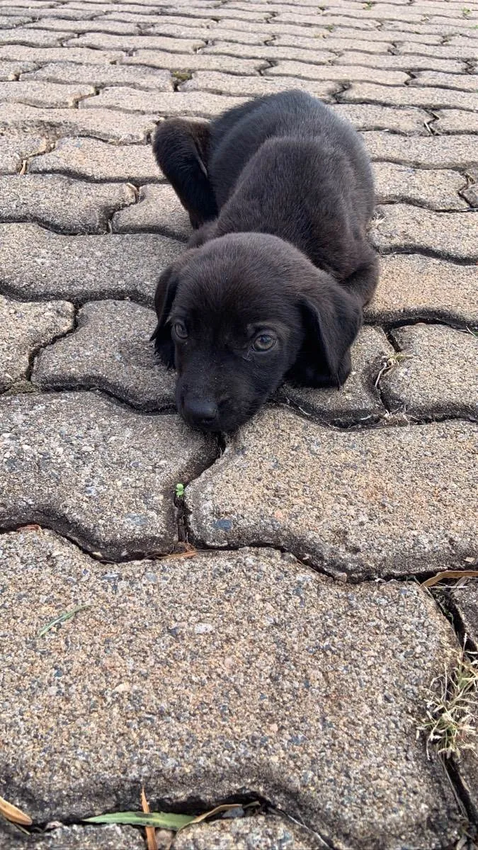 Cachorro ra a Nao sei idade 2 a 6 meses nome Nao possui