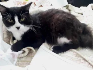 Gato raça Srd idade 1 ano nome Cotoco lindo gatinho