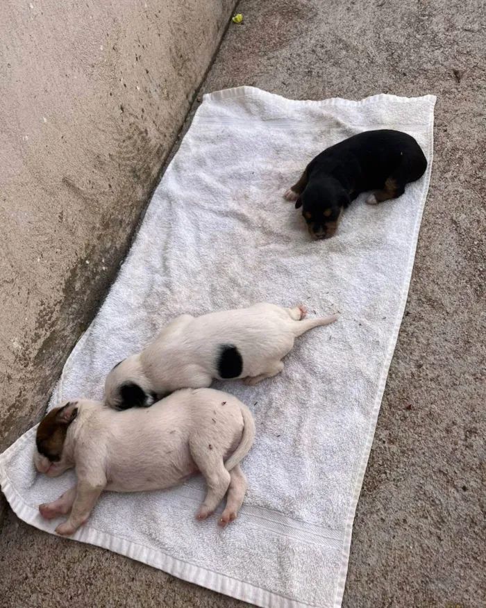 Cachorro ra a Vira lara idade Abaixo de 2 meses nome Filhote
