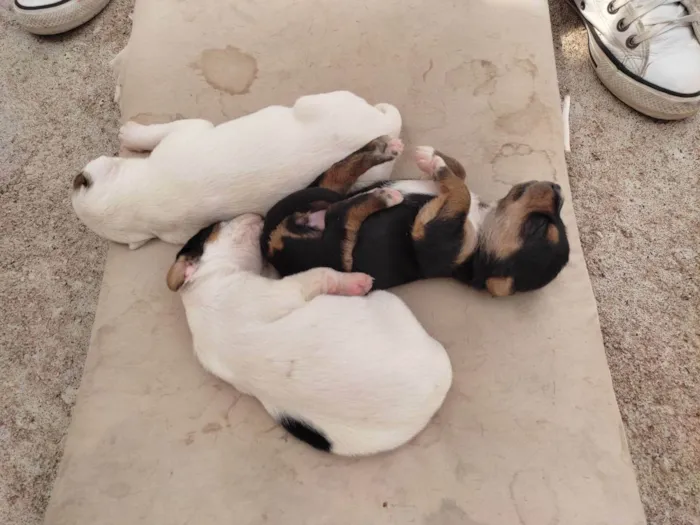 Cachorro ra a Vira lara idade Abaixo de 2 meses nome Filhote