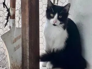 Gato raça Srd idade 2 a 6 meses nome Jade bb5meses peluda