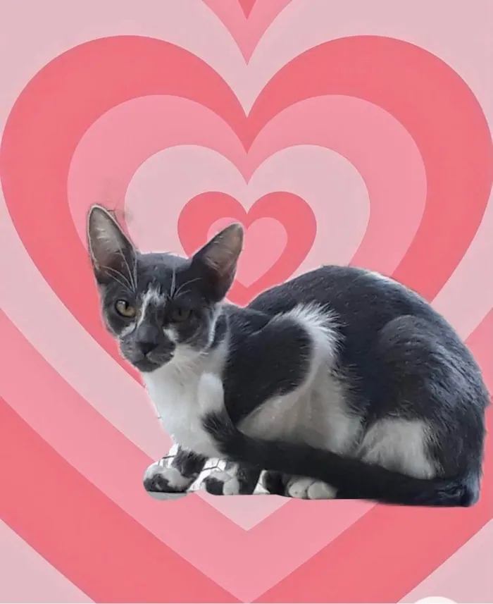 Gato raça Srd idade 2 a 6 meses nome Pink bb5meses linda