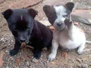 Cachorro raça SRD idade 2 a 6 meses nome Sem nome 