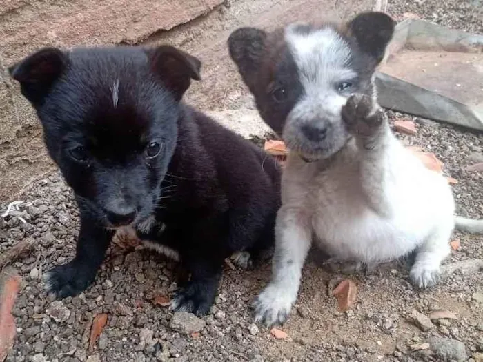 Cachorro ra a SRD idade 2 a 6 meses nome Sem nome 