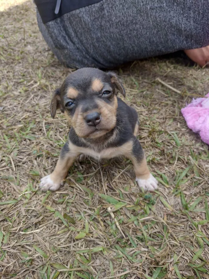 Cachorro ra a SRD idade Abaixo de 2 meses nome Filhotes da Francisc