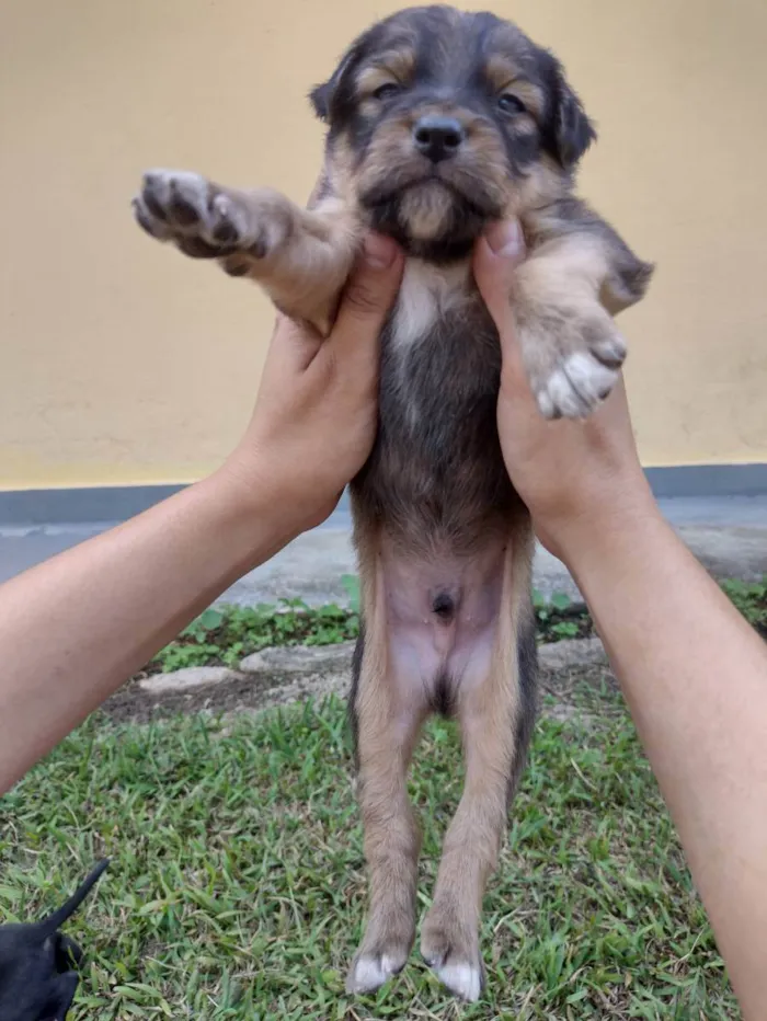 Cachorro ra a SRD idade Abaixo de 2 meses nome Filhotes da Francisc