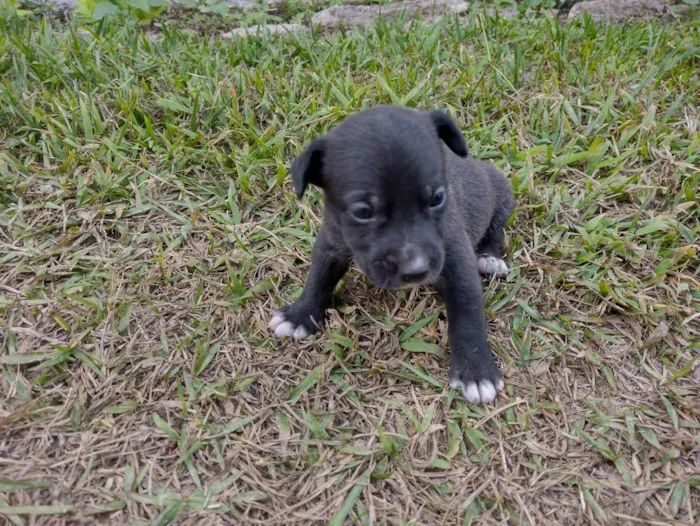 Cachorro ra a SRD idade Abaixo de 2 meses nome Filhotes da Francisc