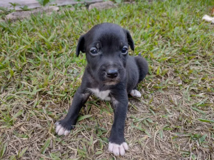 Cachorro ra a SRD idade Abaixo de 2 meses nome Filhotes da Francisc