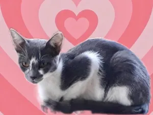 Gato raça Srd idade 2 a 6 meses nome Pink bb5meses linda