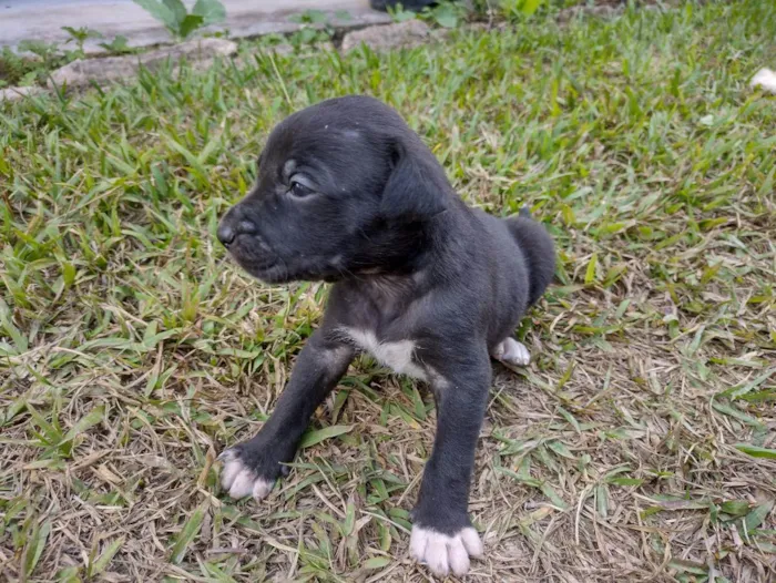 Cachorro ra a SRD idade Abaixo de 2 meses nome Filhotes da Francisc