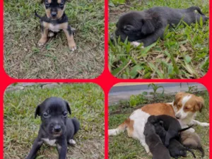 Cachorro raça SRD idade Abaixo de 2 meses nome Filhotes da Francisc