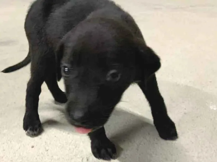 Cachorro ra a Nao sei idade 2 a 6 meses nome Nao possui