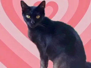 Gato raça Srd idade 1 ano nome Peta lindíssima 