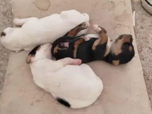 Cachorro raça Vira lara idade Abaixo de 2 meses nome Filhote