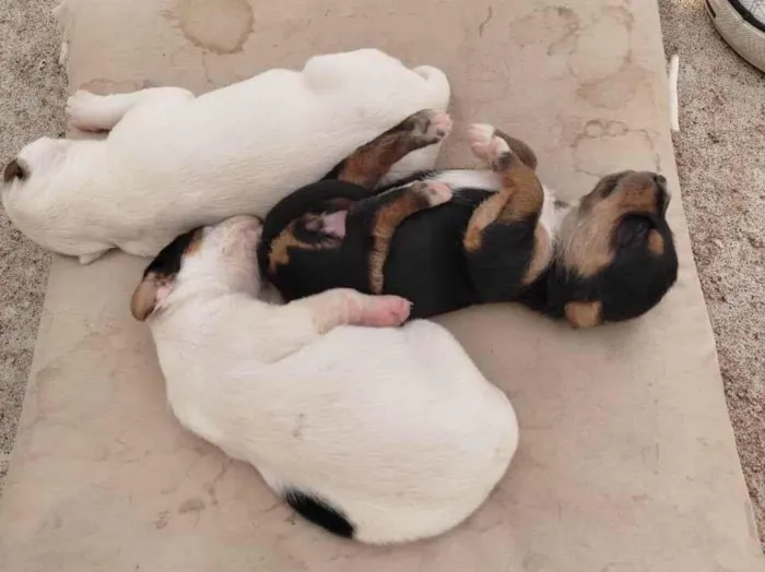 Cachorro ra a Vira lara idade Abaixo de 2 meses nome Filhote