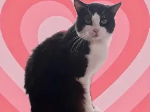 Gato raça Srd idade 1 ano nome Bolacha lindo 