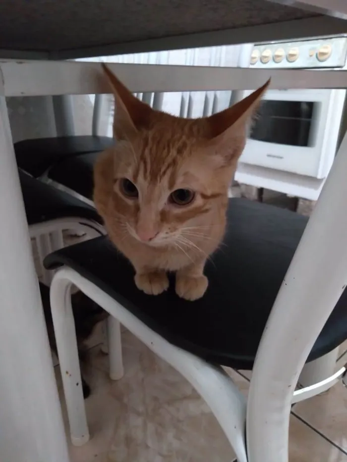 Gato ra a SRD idade 2 a 6 meses nome Garfield