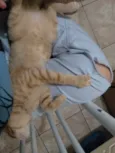 Garfield