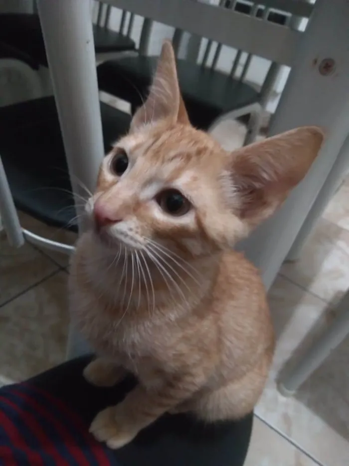 Gato ra a SRD idade 2 a 6 meses nome Garfield