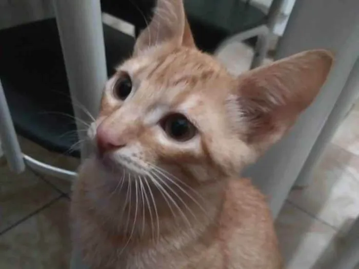 Gato ra a SRD idade 2 a 6 meses nome Garfield