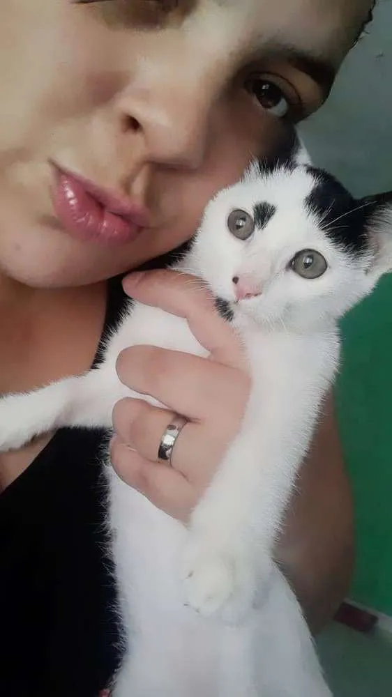 Gato raça SRD idade 7 a 11 meses nome Peter Park 