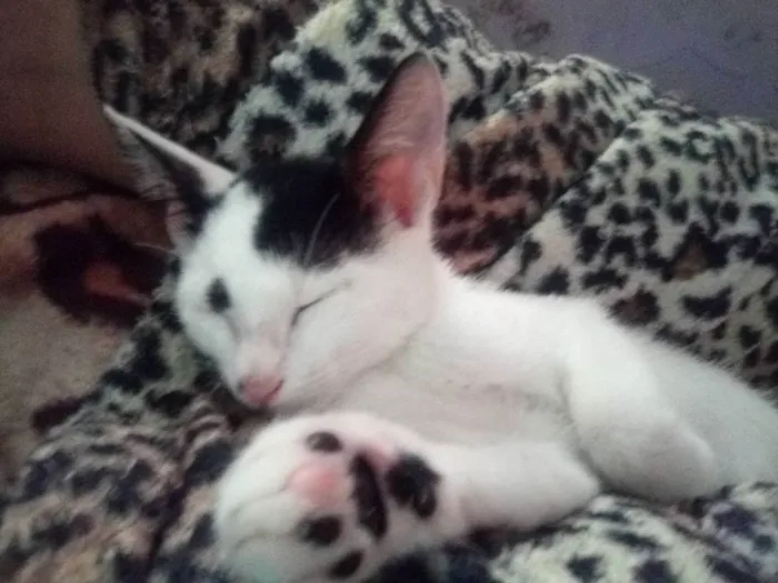 Gato raça SRD idade 7 a 11 meses nome Peter Park 