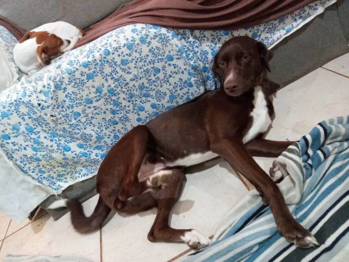 Cachorro ra a Pitbull com labrador  idade 7 a 11 meses nome Kira