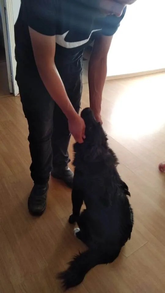 Cachorro raça Xauxau idade 7 a 11 meses nome Thor