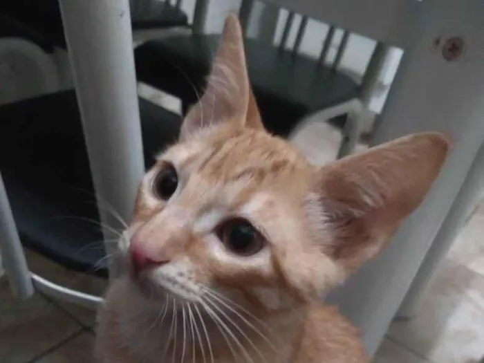 Gato ra a SRD idade 2 a 6 meses nome Garfield