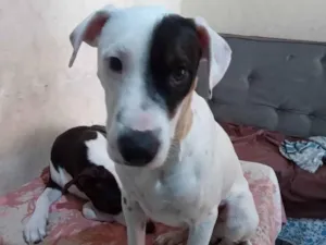 Gato raça Pitbull com dalmata idade 7 a 11 meses nome Zeus