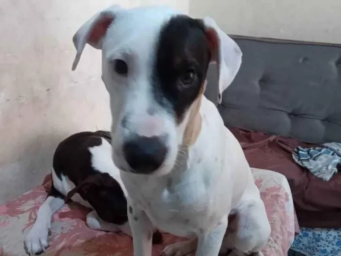Gato ra a Pitbull com dalmata idade 7 a 11 meses nome Zeus